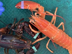 Lobster yang Sangat Langka Berhasil Ditangkap, Begini Wujudnya