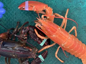Lobster yang Sangat Langka Berhasil Ditangkap, Begini Wujudnya Lobster yang Sangat Langka Berhasil Ditangkap, Begini Wujudnya