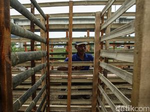 Melihat Pembuatan Kandang Hewan Kurban Jelang Idul Adha Melihat Pembuatan Kandang Hewan Kurban Jelang Idul Adha