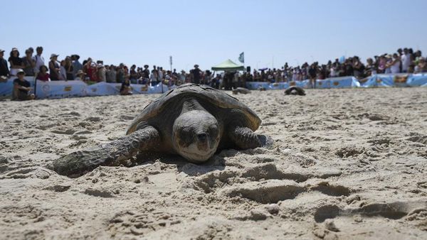 Momen Pelepasliaran Penyu di Pantai Beit Yanai Israel