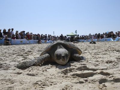 Momen Pelepasliaran Penyu di Pantai Beit Yanai Israel