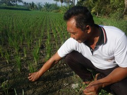 Daun Padi Berubah Merah, Petani di Badung Dihantui Gagal Panen