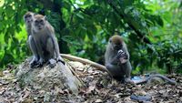 Sering Diberi Makanan oleh Manusia, Monyet-monyet Ini Jadi Agresif