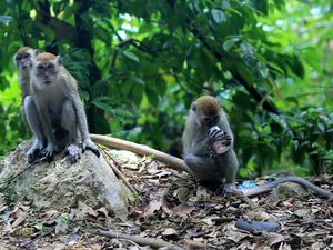Sering Diberi Makanan oleh Manusia, Monyet-monyet Ini Jadi Agresif