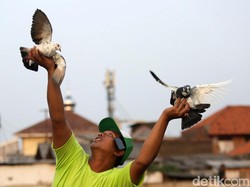 Jadi Pembawa Kabar sejak Ribuan Tahun Lalu, Bagaimana Merpati Tahu Alamat Tujuan?