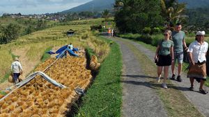 Panen Beras Merah di Bali Bikin Turis Asing Kepincut