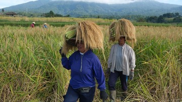 Geber Serapan Beras, Bulog Jemput Langsung ke Petani