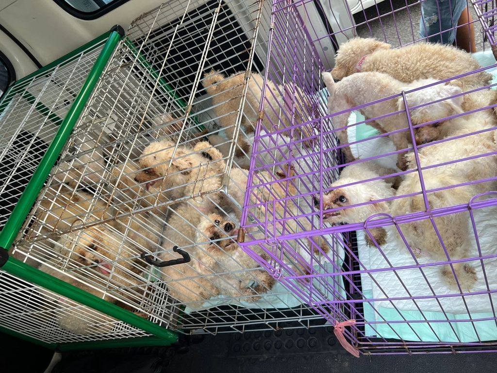 Anak-anak anjing dari puppy mill