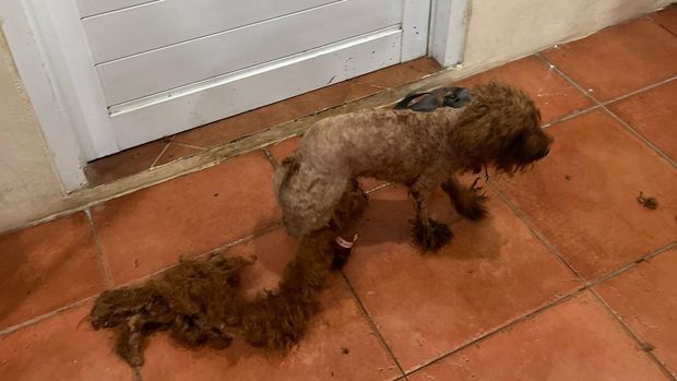 Kondisi anak anjing di puppy mill