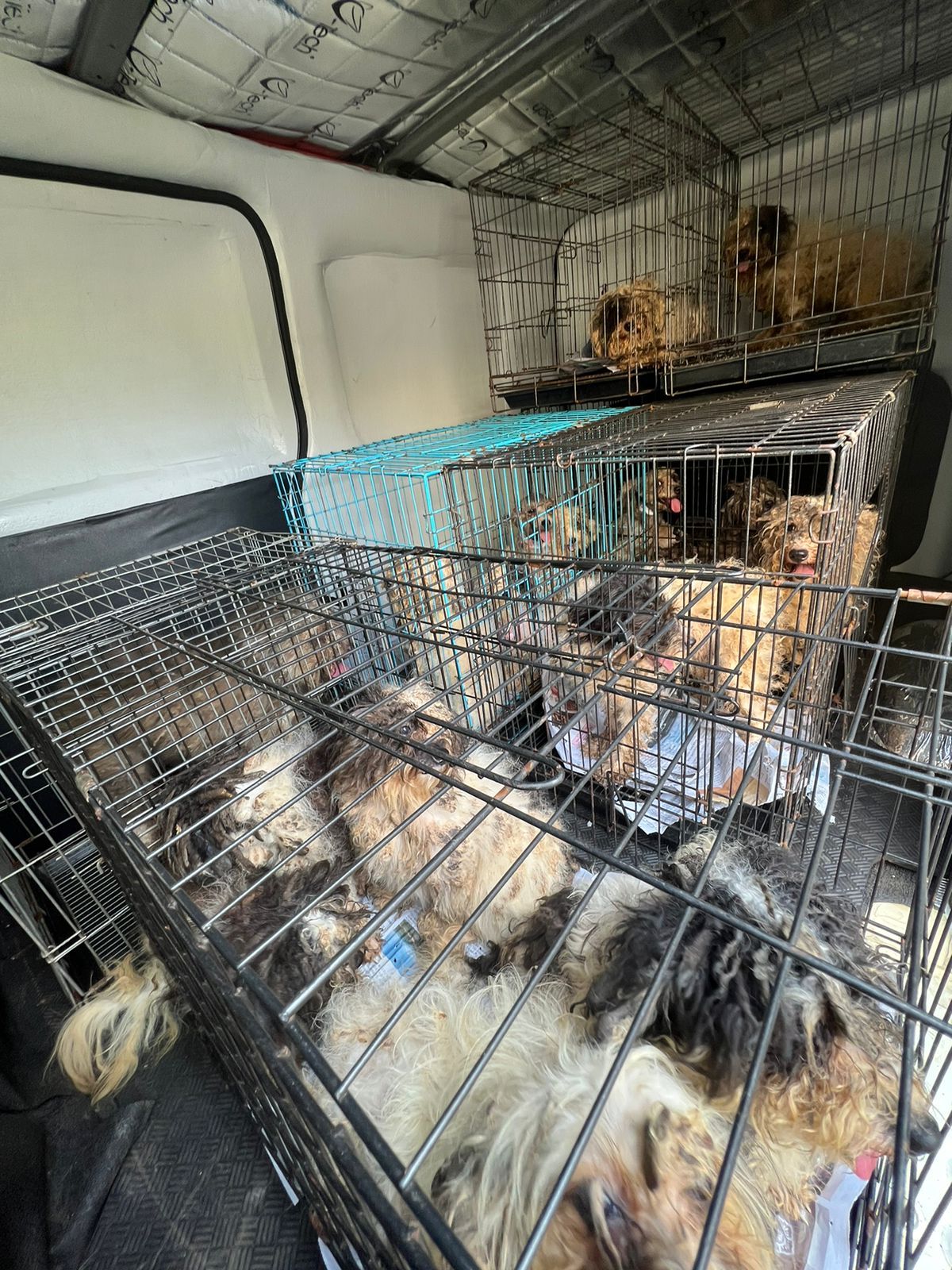 Puppy mills di Indonesia