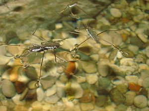 Hewan-hewan Ini Dapat Berjalan di Atas Air, Bagaimana Caranya?