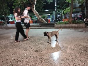 Anjing Masih Berkeliaran di Labuan Bajo, Padahal Ada Aturan Wajib Diikat