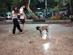 Anjing Masih Berkeliaran di Labuan Bajo, Padahal Ada Aturan Wajib Diikat