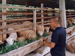 Momen Gubsu Edy Naik Motor-Kasih Makan Hewan Kurban di Delitua