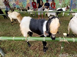 Festival Kambing di Dermaji Banyumas, Ajang Kontes-Promosi Ternak Setempat