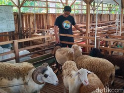 Kisah Pemuda Klaten Resign dari BUMN Kini Raup Cuan Ternak Domba