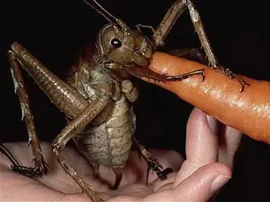 Hewan Raksasa Ini Benar-benar Ada Walau Sulit Dipercaya Keberadaannya