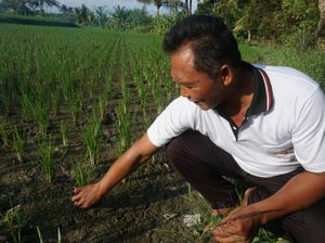 Dinas Pertanian Minta Petani Keringkan Lahan Atasi Padi Membusuk