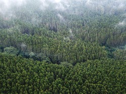 Program Tangkap Karbon Berisiko buat RI? Begini Penjelasannya