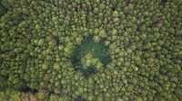 Penampakan Hijaunya Hutan Lindung Jayagiri di Lembang