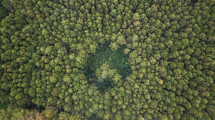 Penampakan Hijaunya Hutan Lindung Jayagiri di Lembang Stimulus pemerintah genjot dunia kerja