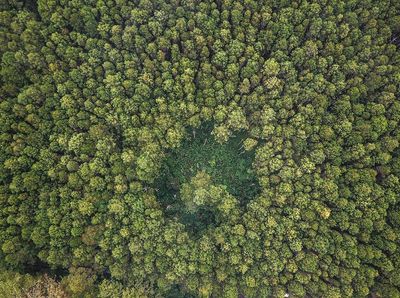 Penampakan Hijaunya Hutan Lindung Jayagiri di Lembang