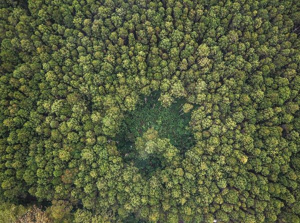 Penampakan Hijaunya Hutan Lindung Jayagiri di Lembang