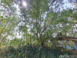 Petilasan Bumi Angker Wonogiri, Konon Ada Penampakan Macan Misterius