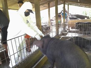 Disnak Sebut Daging Bangkai Babi Suspek ASF Aman Dikonsumsi Disnak Sebut Daging Bangkai Babi Suspek ASF Aman Dikonsumsi