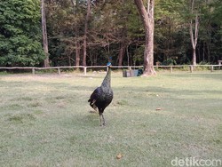 4 Tips Liburan ke Taman Wisata Alam Pangandaran