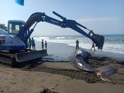 Bangkai Hiu Tutul yang Terdampar di Pantai Jembrana Dinekropsi