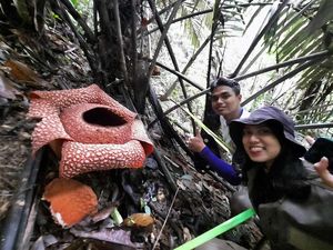 Ini Waktu yang Tepat Kalau Mau Lihat Rafflesia Langka di TNBBS Pesisir Barat