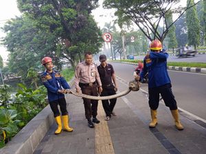 Ular Sanca 4 Meter Muncul di Kompleks Pemda Kabupaten Bogor