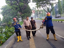 Ular Sanca 4 Meter Muncul di Kompleks Pemda Kabupaten Bogor