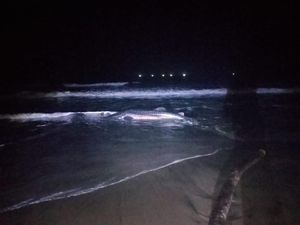 Hiu Tutul Mati Terdampar di Pantai Jembrana