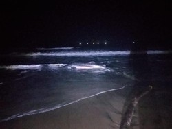 Hiu Tutul Mati Terdampar di Pantai Jembrana