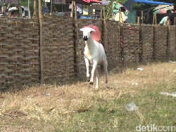 Serunya Karapan Kambing di Lumajang yang Pesertanya dari 3 Kabupaten