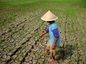 Petani dan Adaptasi Tanpa Risiko Menghadapi El Nino