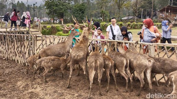Liburan Seru Sambil Beri Makan Rusa di Ranca Upas