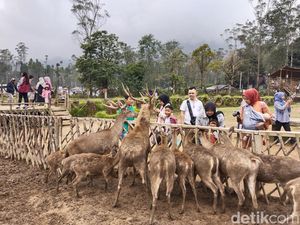 Liburan Seru Sambil Beri Makan Rusa di Ranca Upas Liburan Seru Sambil Beri Makan Rusa di Ranca Upas