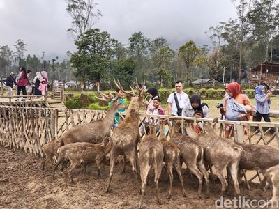 Liburan Seru Sambil Beri Makan Rusa di Ranca Upas