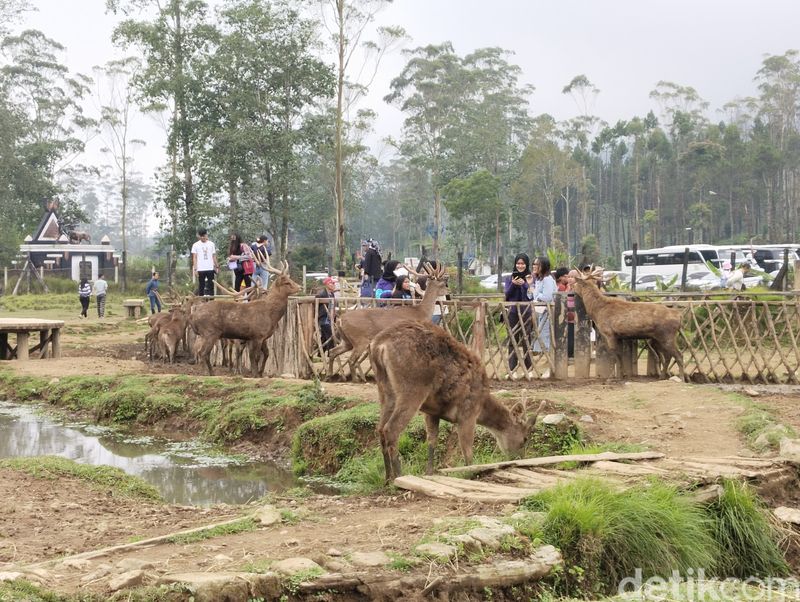 Liburan di Kampung Cai Ranca Upas di kawasan Ciwidey, Kecamatan Rancabali, Kabupaten Bandung, Jawa Barat, sambil memberi makan rusa.