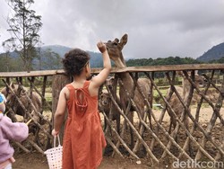 Cuti Bersama Idul Adha Diputuskan, Libur 28-30 Juni!