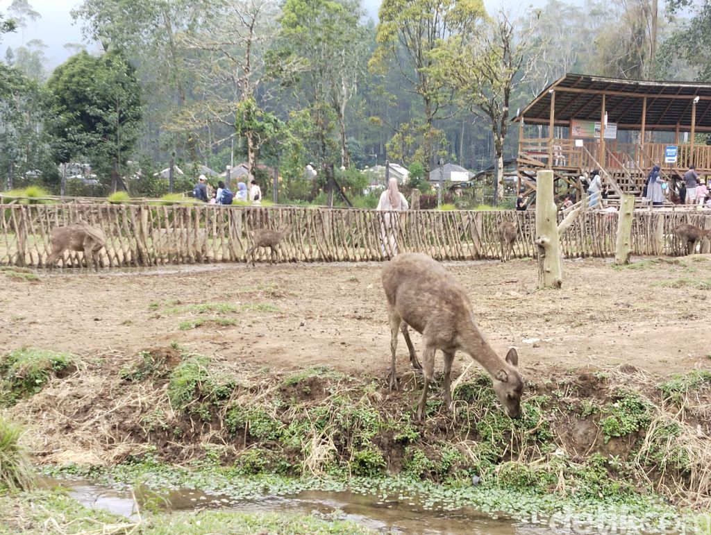 Liburan di Kampung Cai Ranca Upas di kawasan Ciwidey, Kecamatan Rancabali, Kabupaten Bandung, Jawa Barat, sambil memberi makan rusa.