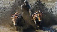 Melihat Keseruan Pacu Jawi di Tanah Datar