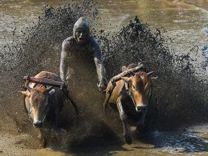Melihat Keseruan Pacu Jawi di Tanah Datar Melihat Keseruan Pacu Jawi di Tanah Datar
