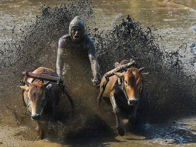 Melihat Keseruan Pacu Jawi di Tanah Datar