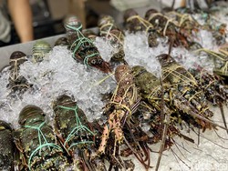 Biang Kerok Menurunnya Populasi Lobster di Laut Pangandaran