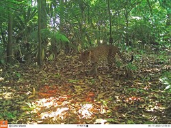 Wujud Gagah Macan Tutul di Permukiman Warga Purwakarta