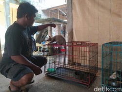 Pemuda Magelang Raup Cuan dari Beternak Musang